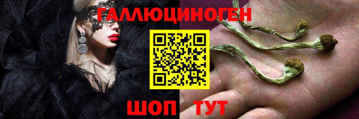 Галлюциногенные грибы Psilocybine cubensis Зерноград